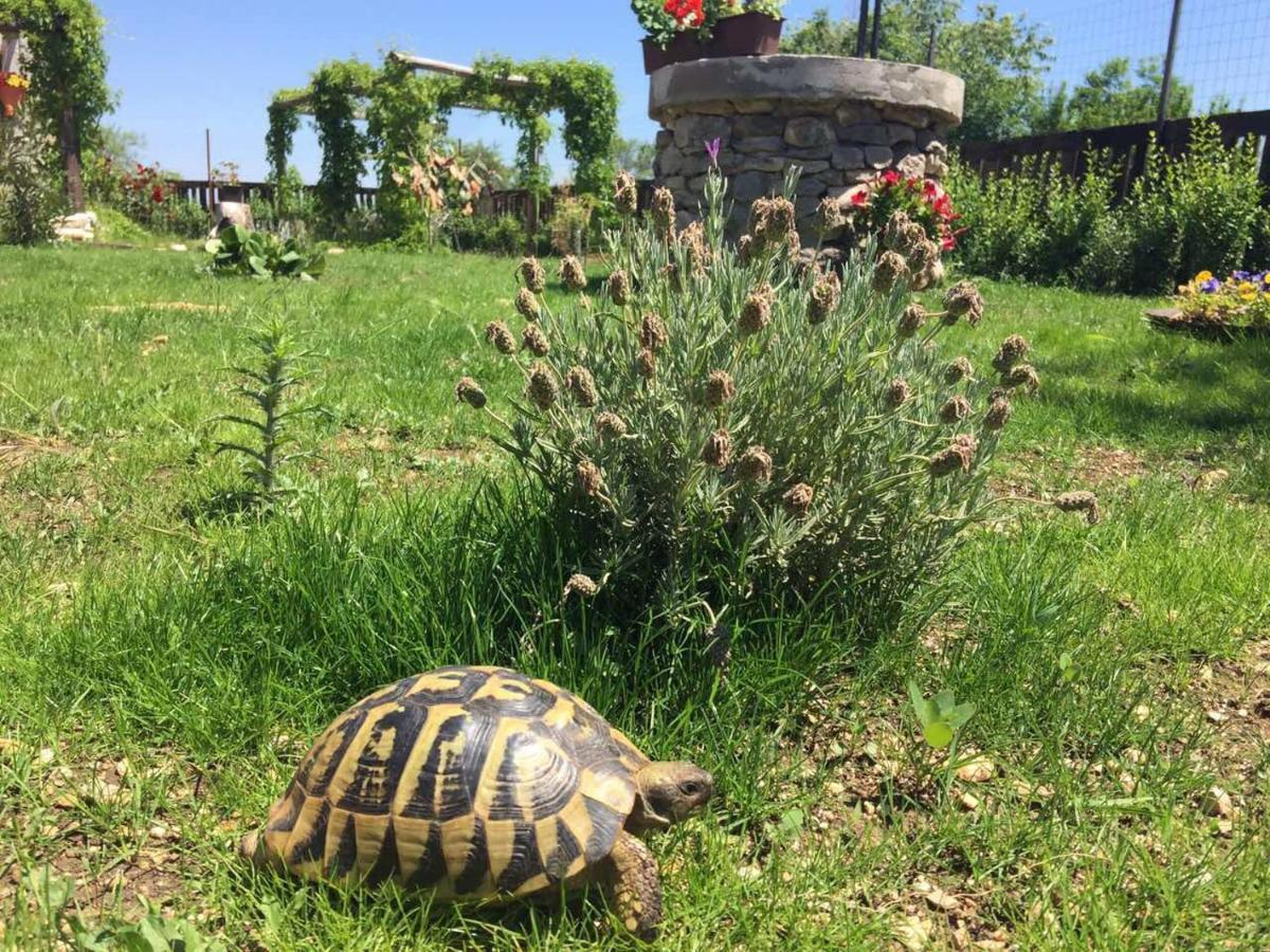 Kuca Za Odmor Joko I Jeka Villa Bogatić Buitenkant foto